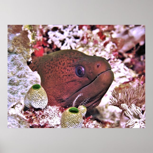 Moray Porträtt Poster (Framsidan)