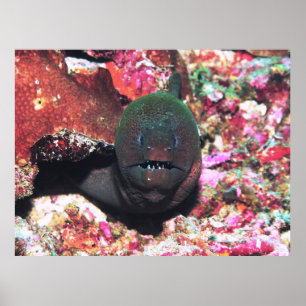 Moray Porträtt Poster