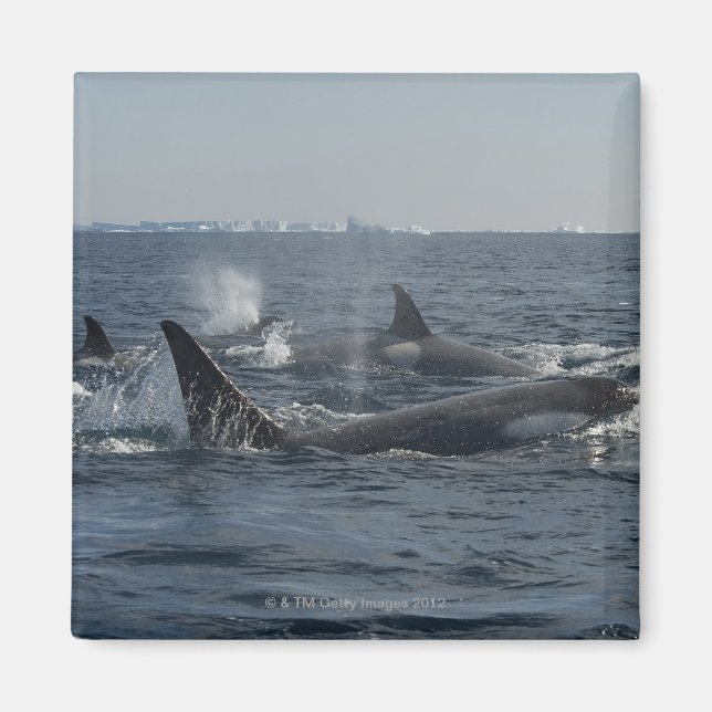 mördarval magnet (Framsidan)