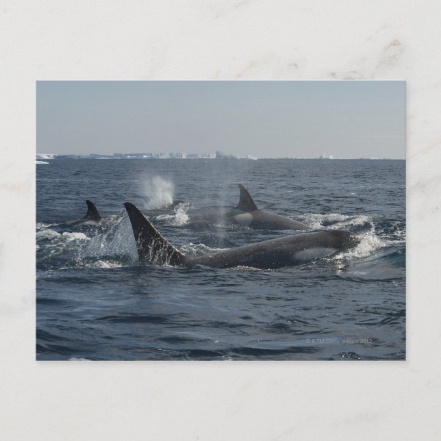 mördarval vykort (Framsida)