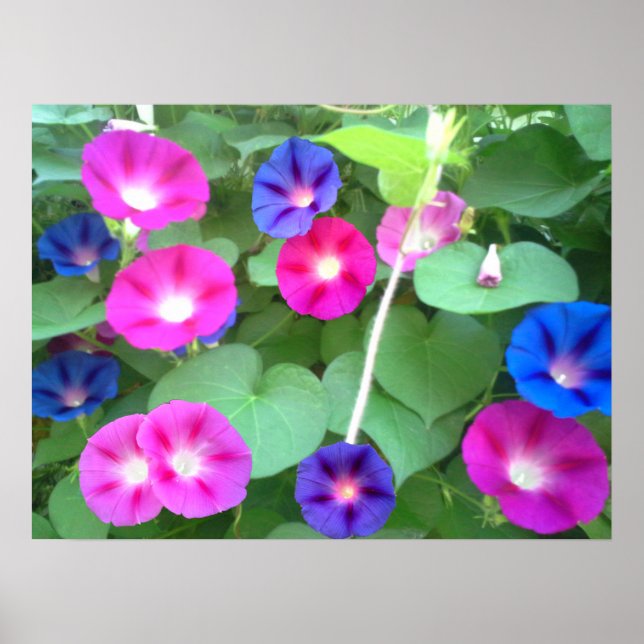 MORDNINGENS GLORY POSTER (Framsidan)