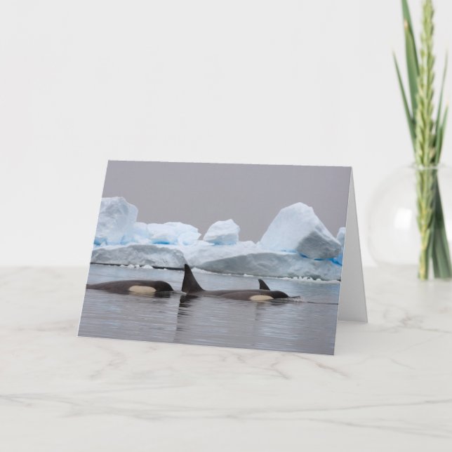 Mördvalar (orcas), Orcinus orca, pod Kort (Framsida)