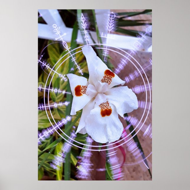 moreia branca poster (Framsidan)