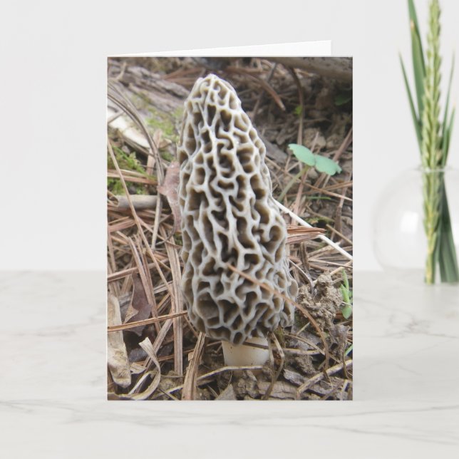 Morel Mushroom Card Kort (Framsida)