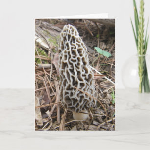 Morel Mushroom Card Kort