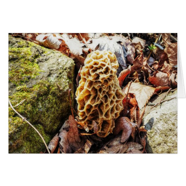 Morel Mushroom i Vilden Hälsningskort (Framsidan Horizontal)