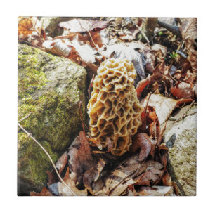 Morel Mushroom i Vilden Kakelplatta
