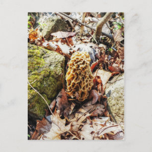 Morel Mushroom i Vilden Vykort