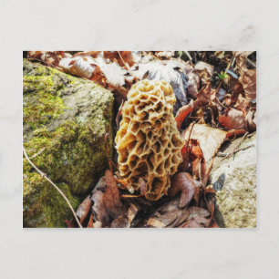 Morel Mushroom i Vilden Vykort