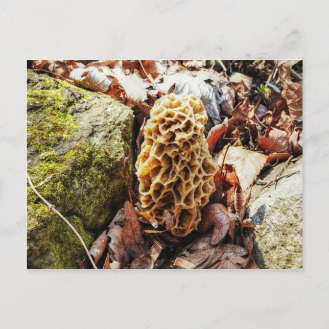 Morel Mushroom i Vilden Vykort (Framsida)