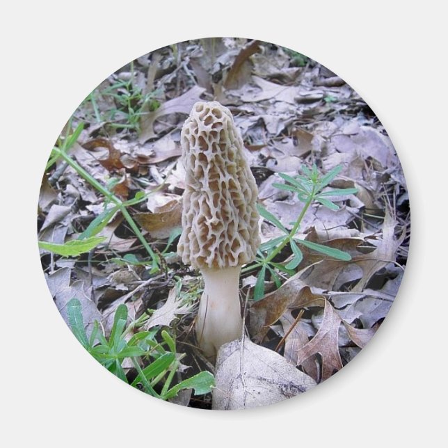Morel Mushroom magnet (Framsidan)