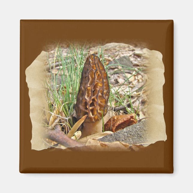 Morel Mushroom Magnet (Framsidan)