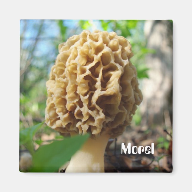 Morel Mushroom Magnet (Framsidan)