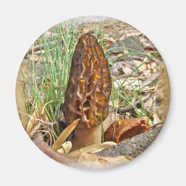 Morel Mushroom Magnet (Framsidan)