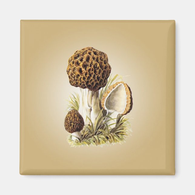 Morel Mushroom Magnet (Framsidan)