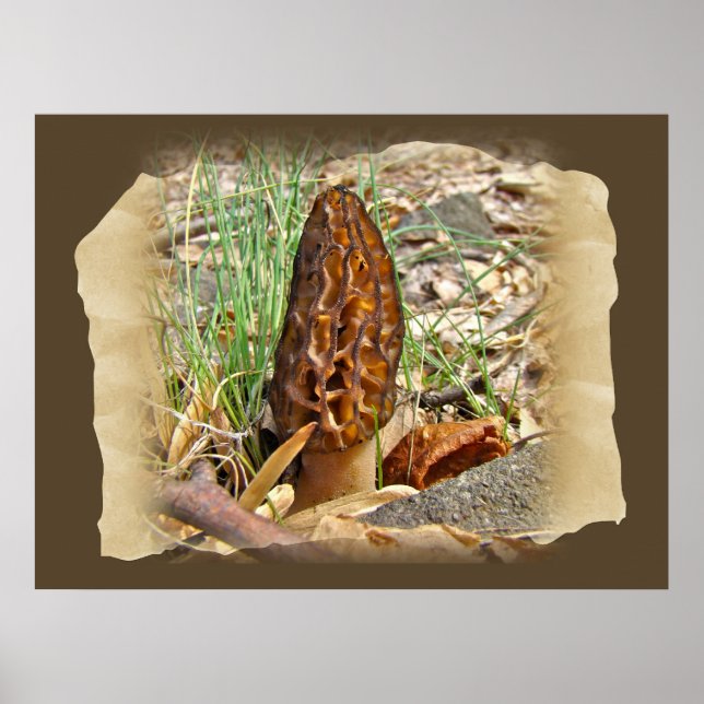 Morel Mushroom Poster (Framsidan)
