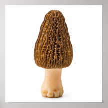 Morel Mushroom