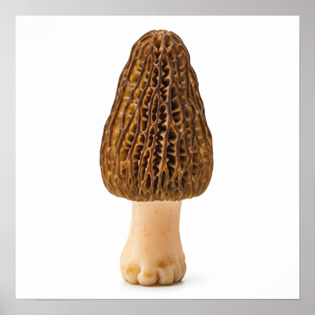 Morel Mushroom Poster (Framsidan)