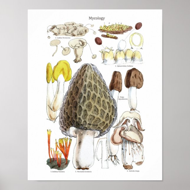 Morel Mushroom Poster (Framsidan)