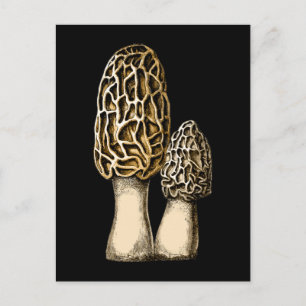 Morel Mushroom Vintage Botanical Illustration Vykort