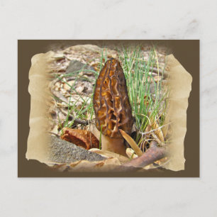 Morel Mushroom Vykort