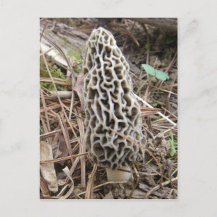 Morel Mushroom vykort