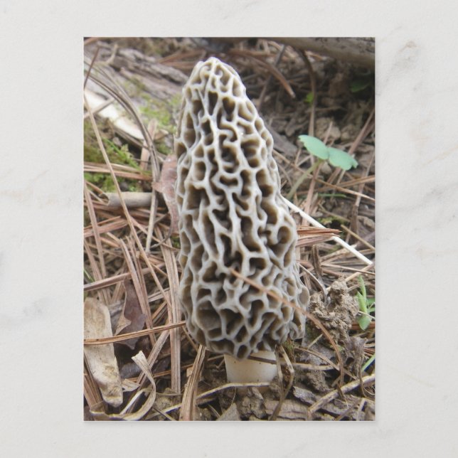 Morel Mushroom vykort (Framsida)