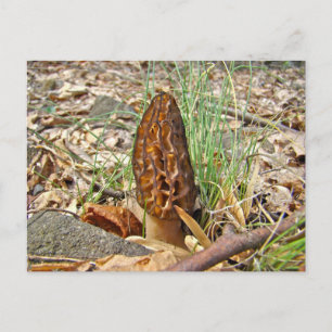Morel Mushroom Vykort