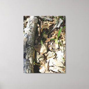 Morel Patch på canvas