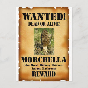 Morel - Poster önskad Vykort