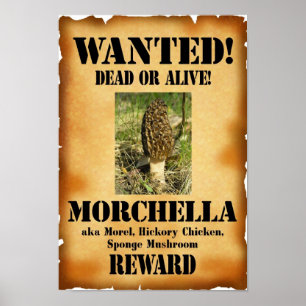 Morel - Wanted Dead eller Alive Poster