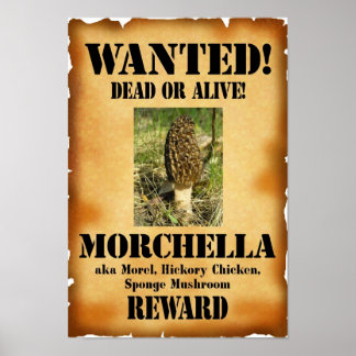 Morel - Wanted Dead eller Alive Poster