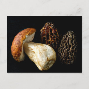 Morels och Kung Bolete Vykort