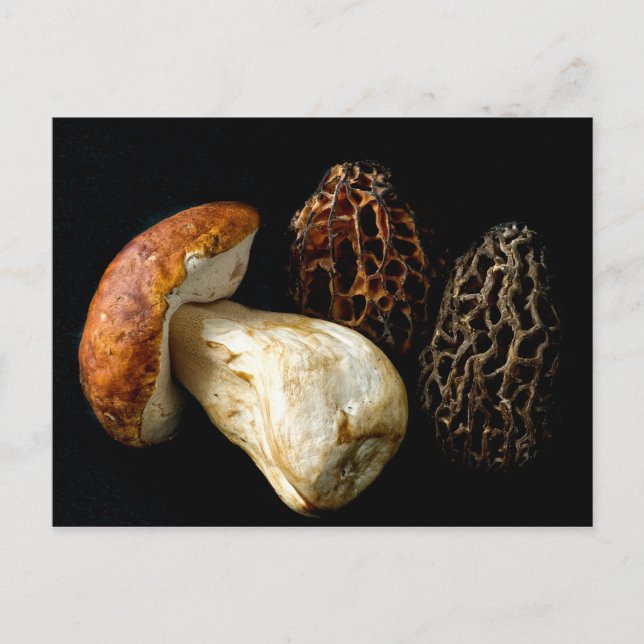 Morels och Kung Bolete Vykort (Framsida)