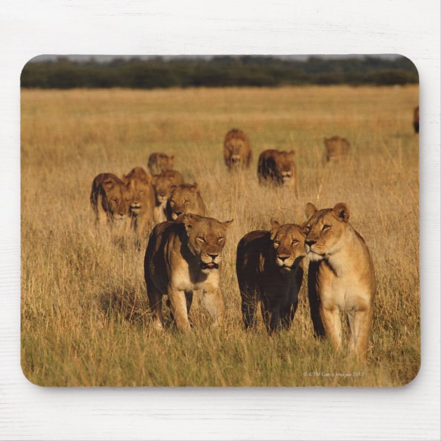 Moremi Wildlife Reserve, Botswana Musmatta (Framsidan)