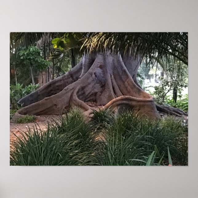Moreton Bay Fig Träd Poster (Framsidan)