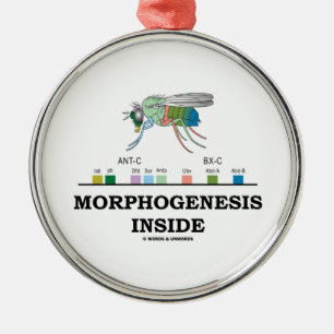 Morfogenes innside Drosophila Fruit Fly Genes Julgransprydnad Metall