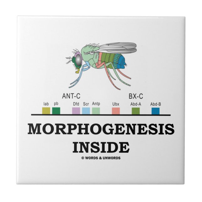 Morfogenes innside Drosophila Fruit Fly Genes Kakelplatta (Framsidan)