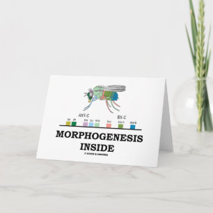 Morfogenes insida (frukt, röntgener) kort