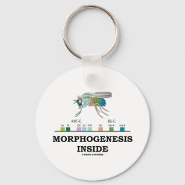 Morfogenes insida (frukt, röntgener) nyckelring