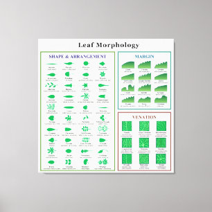 Morfologidiagram för löv canvastryck