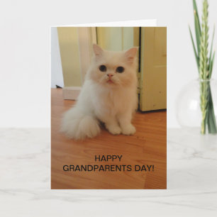Morföräldrarnas dag, vit katt kort