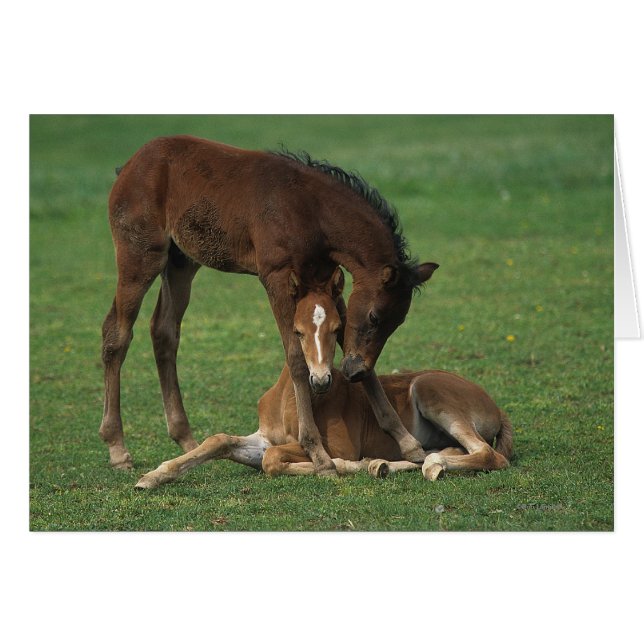 Morgan Foals Spelar Hälsningskort (Framsidan Horizontal)