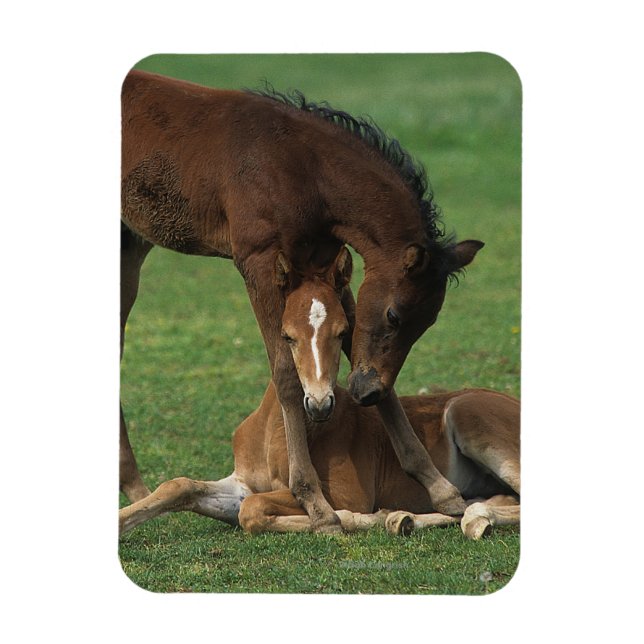 Morgan Foals Spelar Magnet (Vertikal)