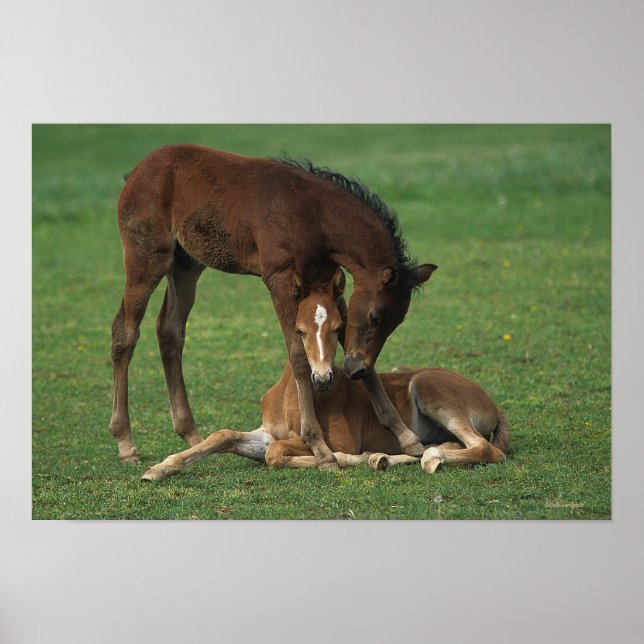 Morgan Foals Spelar Poster (Framsidan)