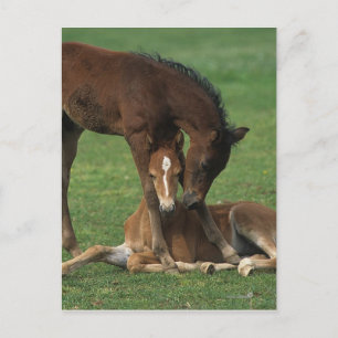 Morgan Foals Spelar Vykort