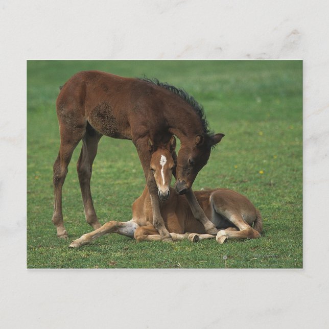 Morgan Foals Spelar Vykort (Framsida)