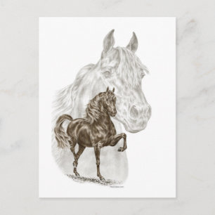 Morgan Horse Art Vykort