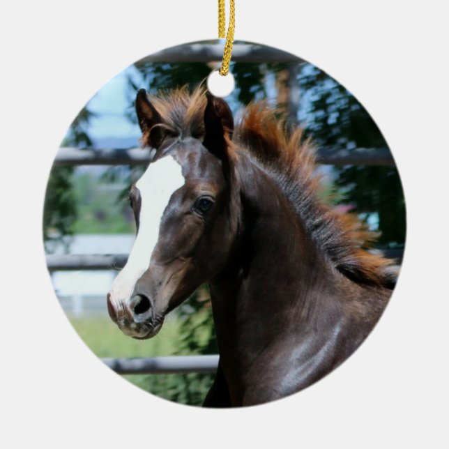 Morgan Horse Baby Ornament (Framsidan)