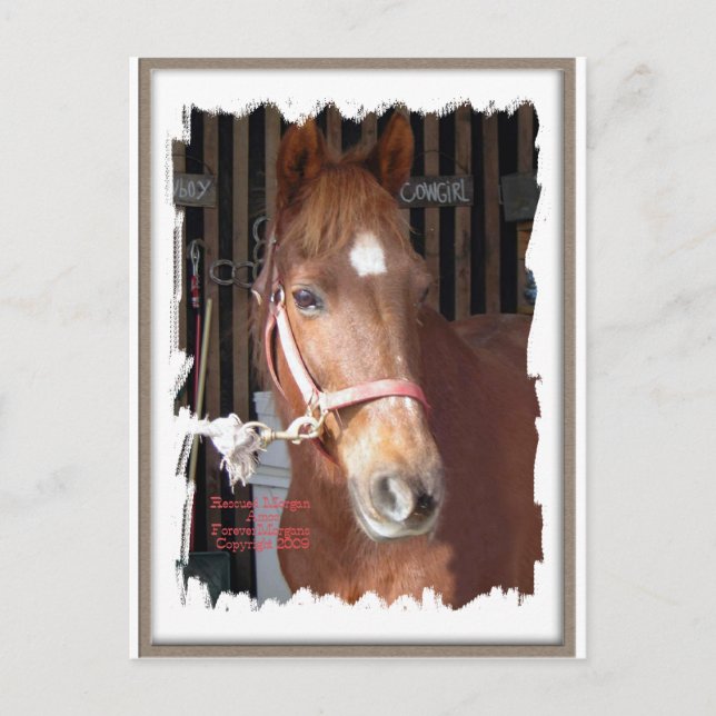 Morgan Horse Lycklig Vykort (Framsida)